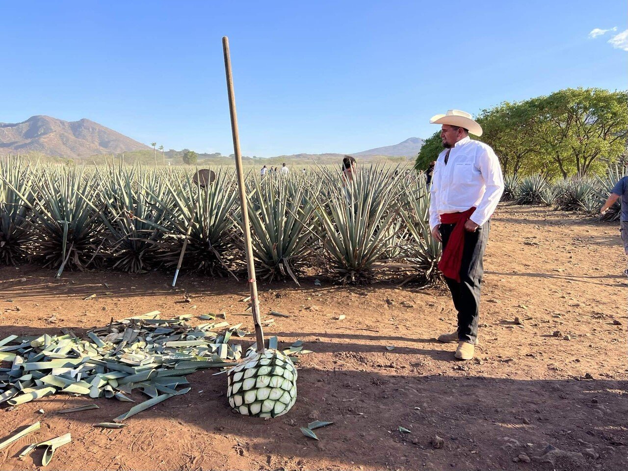 飲んで、笑って、涙して｜メキシコ、テキーラ列車の旅｜zumiko