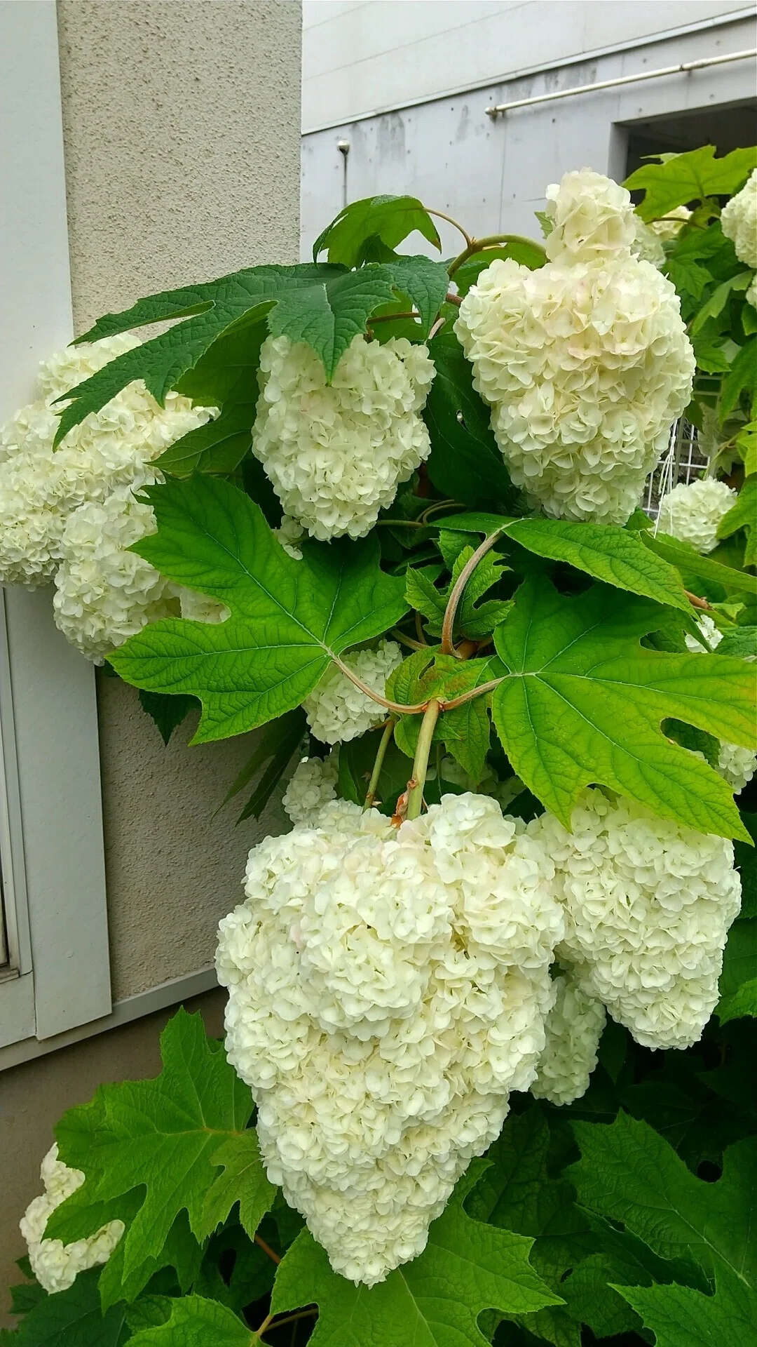 紫陽花様 紫陽花 確認用 紫陽花様 確認用 アジサイ(紫陽花)の基本的な育て