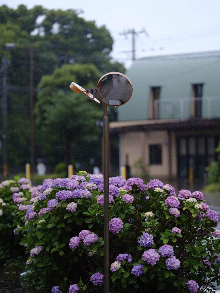 先週から引き続き紫陽花のスナップです。特に土曜日は雨も降っていて、ワクワクでした。カメラはGFX100Sと110mm単。雨の中の取り回しは気合いが必要でした