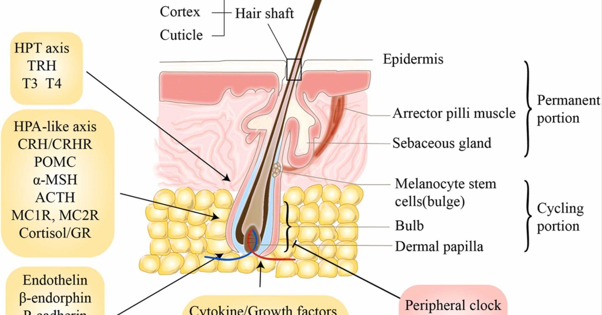 加齢に伴う白髪の遺伝学的研究|哉百名 加齢に伴う白髪の遺伝学的研究|哉百名
