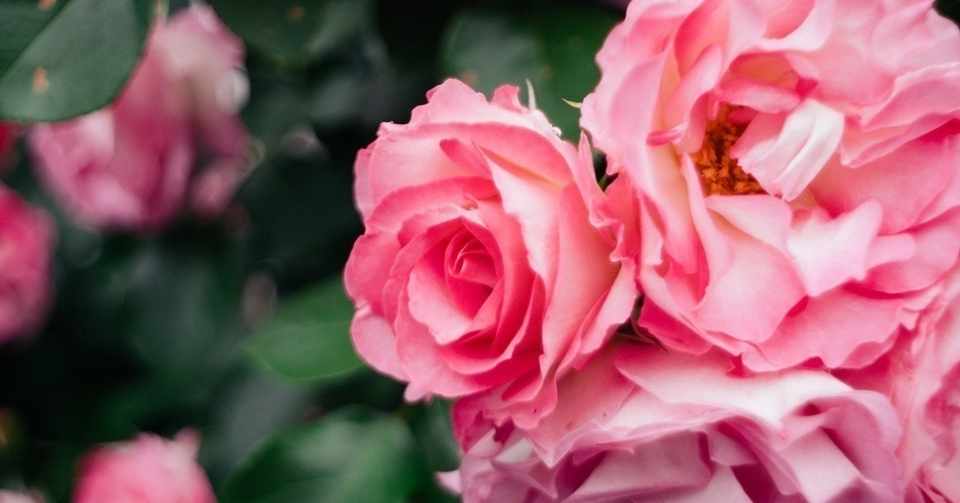 いい女とは いい匂いのする女 ラジエル子 Note