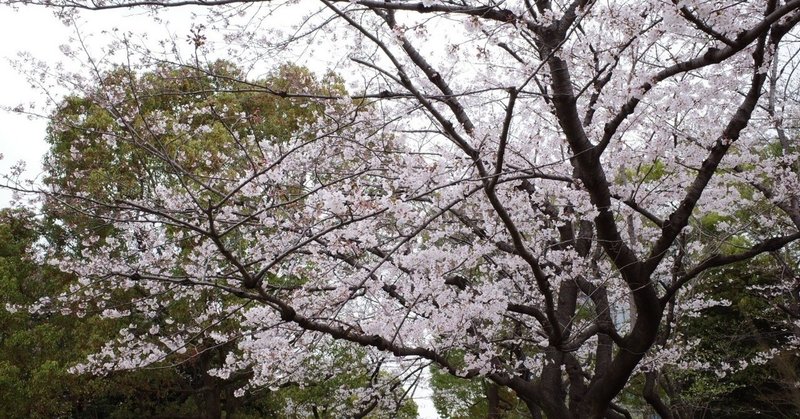 曇り空に桜の写真