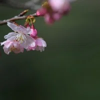 おちこんだりもしたけれど 私はげんきです Ha Co Note