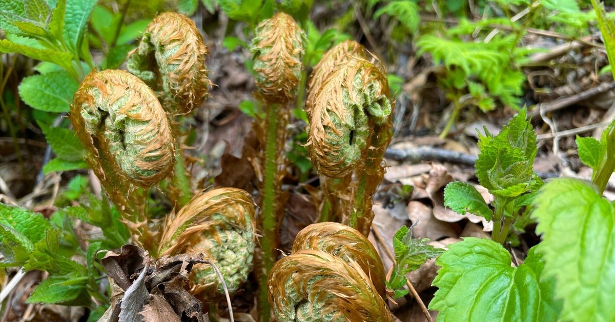 【調整中】ジブリ感ある可愛い見た目！ぽってり幹！アラビカ半島の珍種植物 調整中】ジブリ感ある可愛い見た目！ぽってり幹！アラビカ半島の珍
