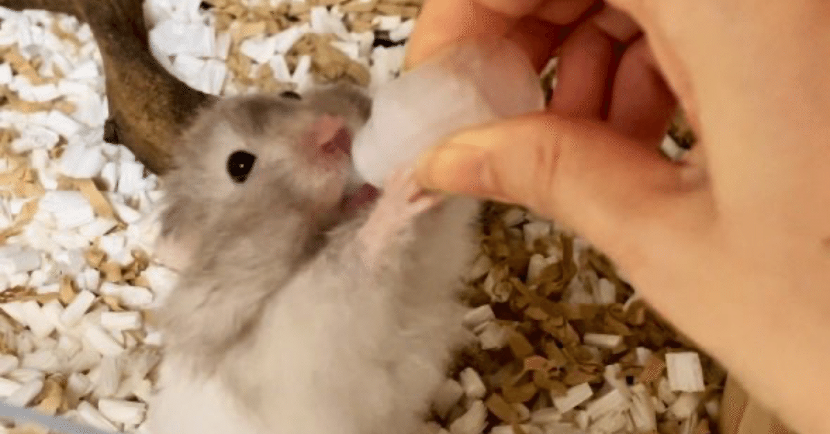 ハム飼いがすすめる！オススメ病院一覧｜ふくまる