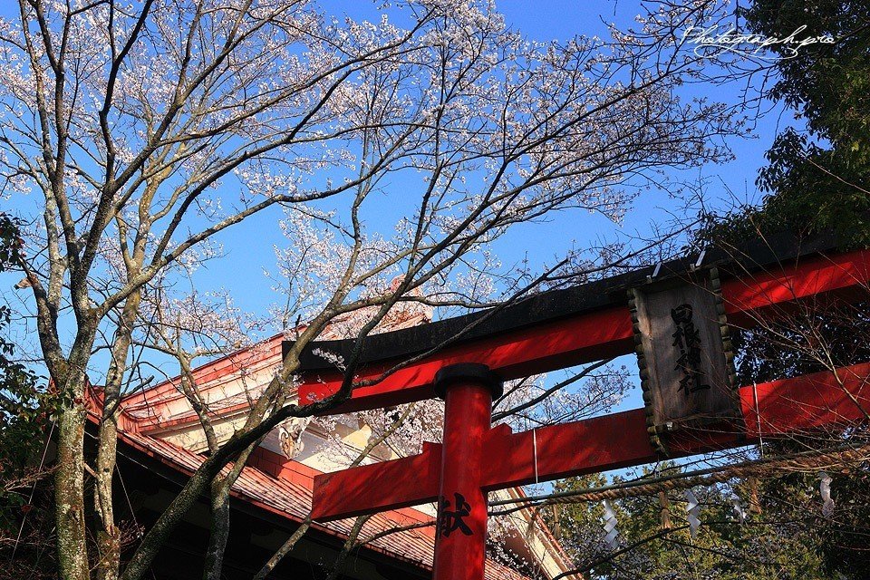 姥桜 という言葉 あまり良くない印象がありますが 本来は誉め言葉 歳を重ねても色香があり若々しく美しい女性 今風に言えば美魔女 のこと 姥桜は彼岸桜のことで 花が散るまで葉がない 歯がない 老 Mokosamurai もこ侍 Note 姥桜 という言葉 あまり良くない印象がありますが 本来は誉め言葉 歳を重ねても色香があり若々しく美しい女性 今風に言えば美魔女 のこと 姥桜は彼岸桜のことで 花が散るまで葉がない 歯がない 老 Mokosamurai もこ侍 Note