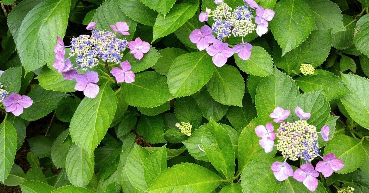 靭（うつぼ）公園の紫陽花｜九條正博｜歴史学