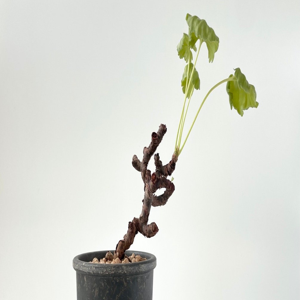 ペラルゴニウム ミラビレ の育て方。｜白昼堂々.