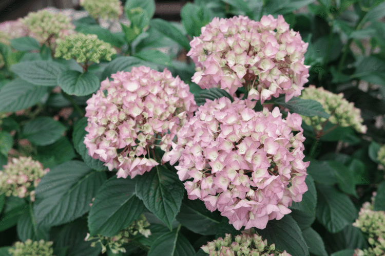 咲きかけの紫陽花