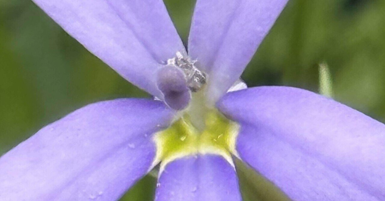 植物図鑑 『有毒編』 - 有毒植物｜EGGSEED｜note