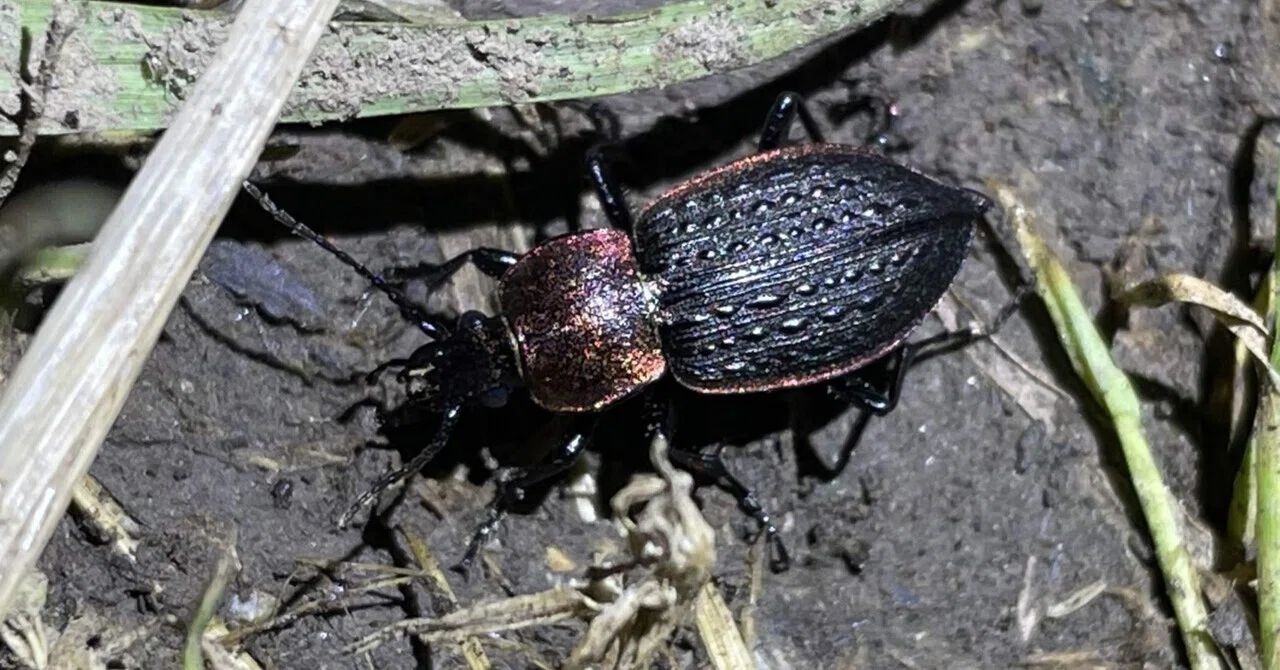 6/5 野外にてセアカオサムシ新成虫を確認｜トモロウ