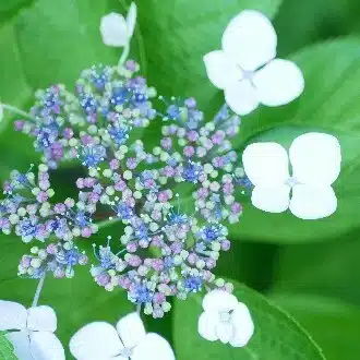 リリーファイル