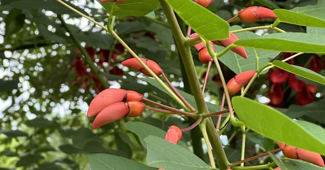 室戸岬 植物｜芹 沓胡, image size:1280x670