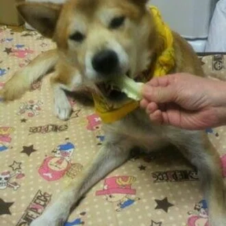 インディ＆ペルロ