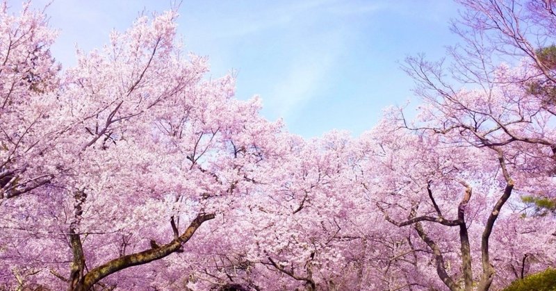 花びら舞い散る 記憶舞い戻る 雑記 こゆるぎさん Note 花びら舞い散る 記憶舞い戻る 雑記 こゆるぎさん Note
