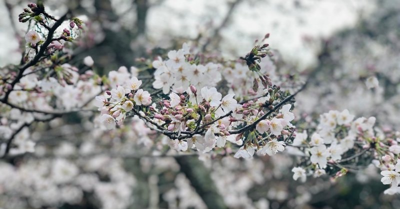 はや咲きも、あと咲きも