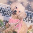 町田康さんの歌 古賀史健 Note
