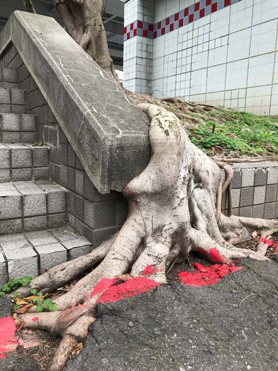 自然って、たくましい♪」の向こう側｜村田あやこ