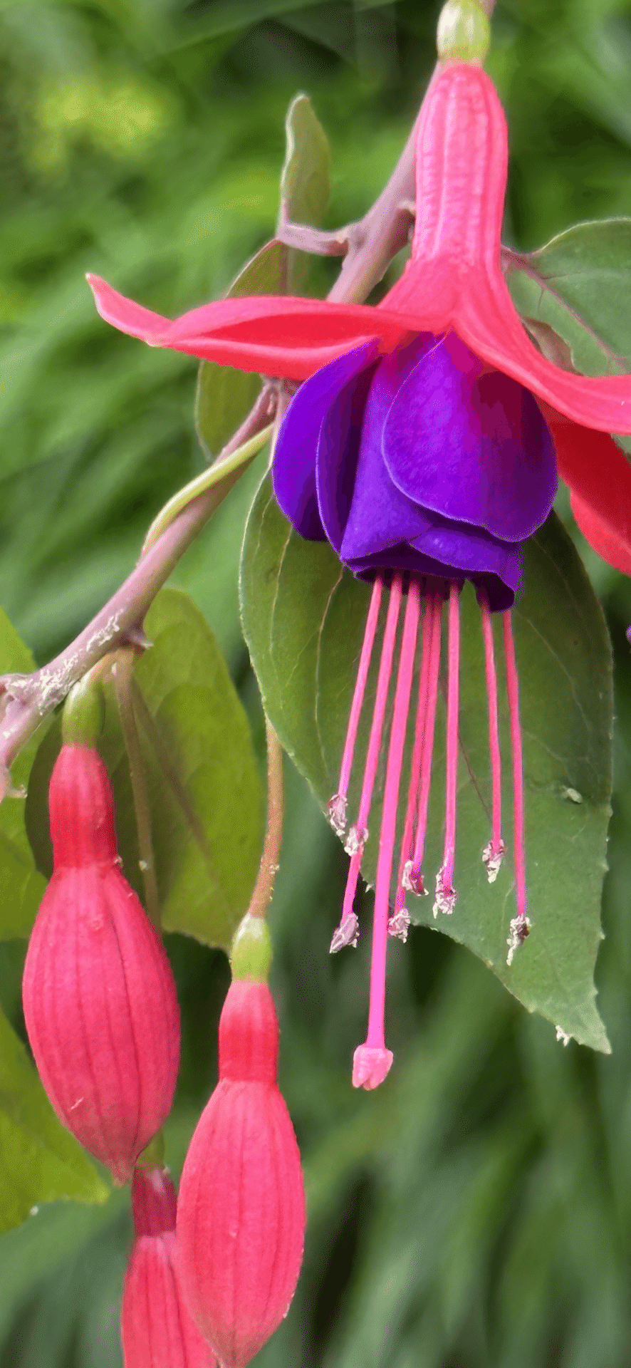 FUCHSIA MAGELLANICA｜EGGSEED