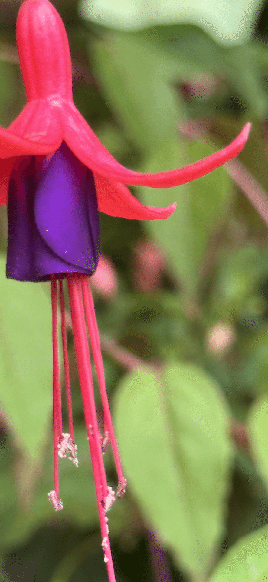 FUCHSIA MAGELLANICA｜EGGSEED