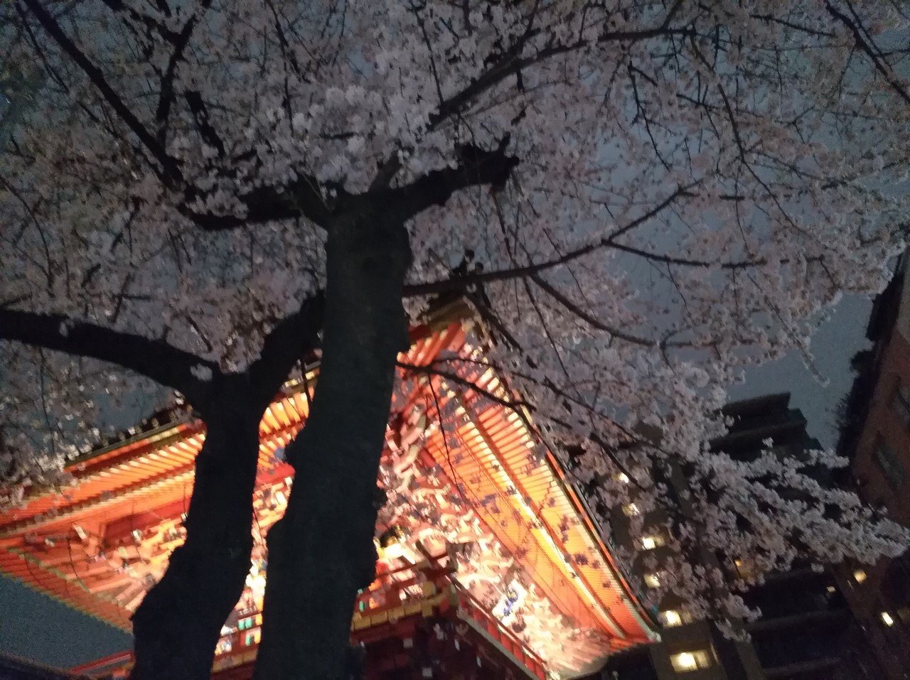 上から見るか 下から見るか 神田明神 桜 夜桜 たなしー 不定期更新 Note