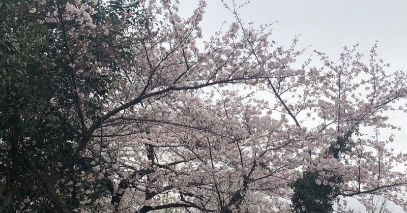 花曇り、桜曜日
