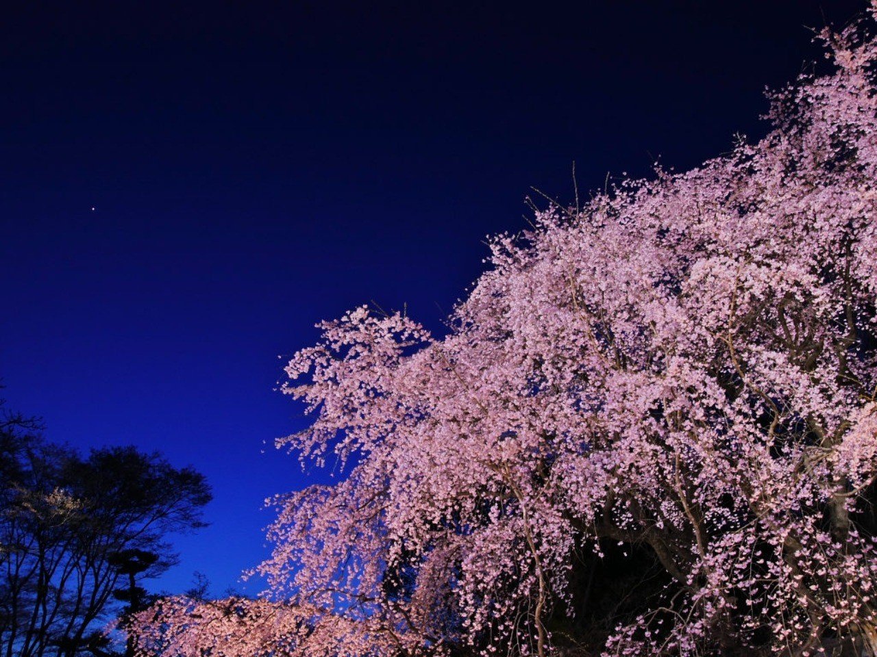 13. 桜が泣いて見えたから｜Takafumi Ito