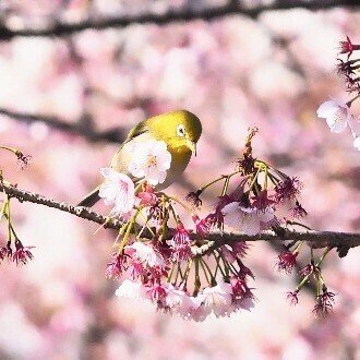 鳥飼