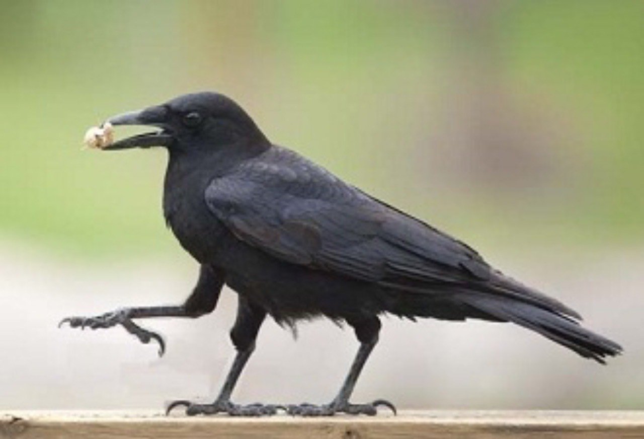 第132回 伝説の神鳥ヤタガラス｜翆野 大地