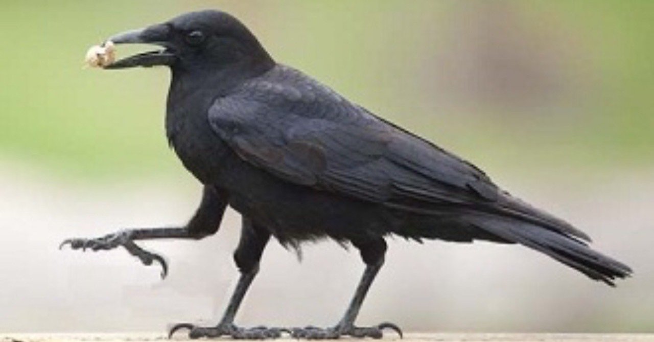 八咫烏 ヤタガラス プリシク 未開封)八汰烏【プリズマティック 八咫烏 ヤタガラス プリシク 未開封)八汰烏【プリズマティック