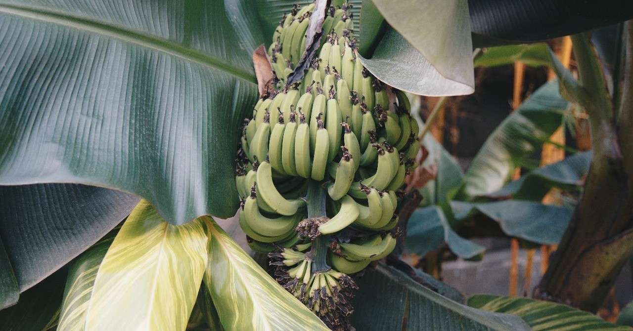 週末投稿 四季がある日本のバナナ ７ 日本の収穫タイミング Pingubanana Note