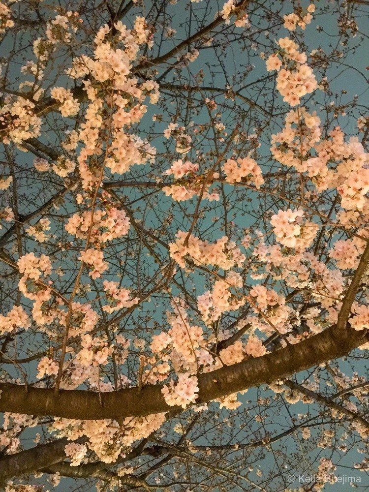 #上野 #桜 #お花見 #夜桜 #写真