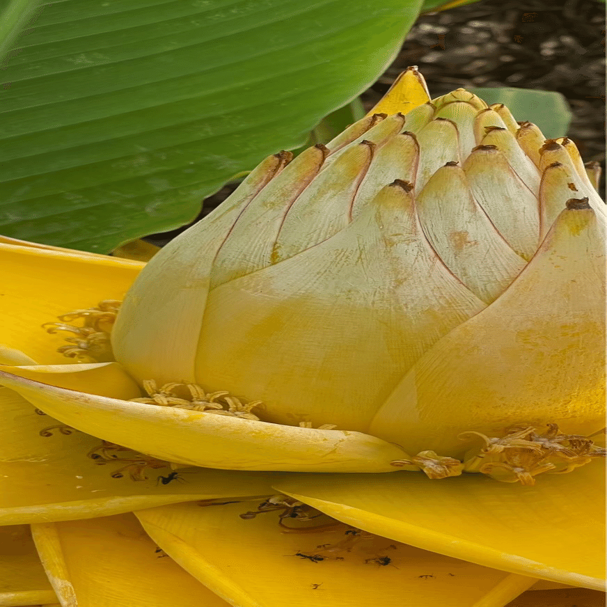 地湧金蓮　観葉植物　 ○地湧金蓮「チユウキンレン」とは？ - 地湧金蓮（チユウキンレン）の