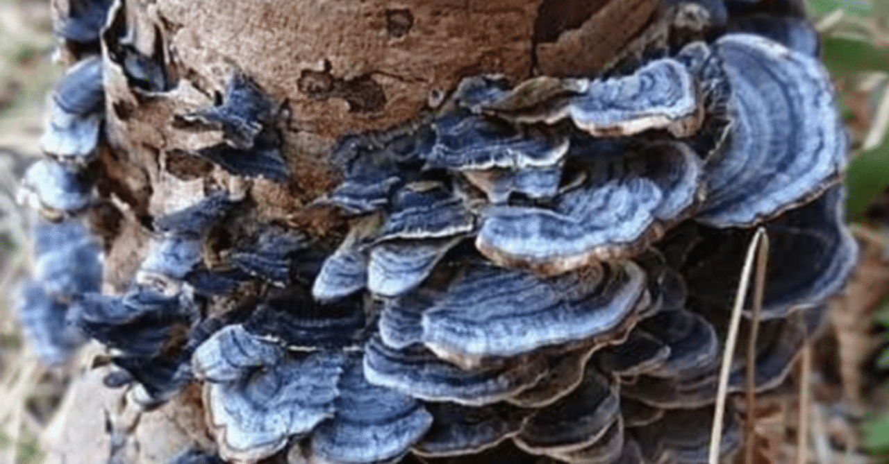 カワラタケ1．1kgとサルノコシカケ1．3kg