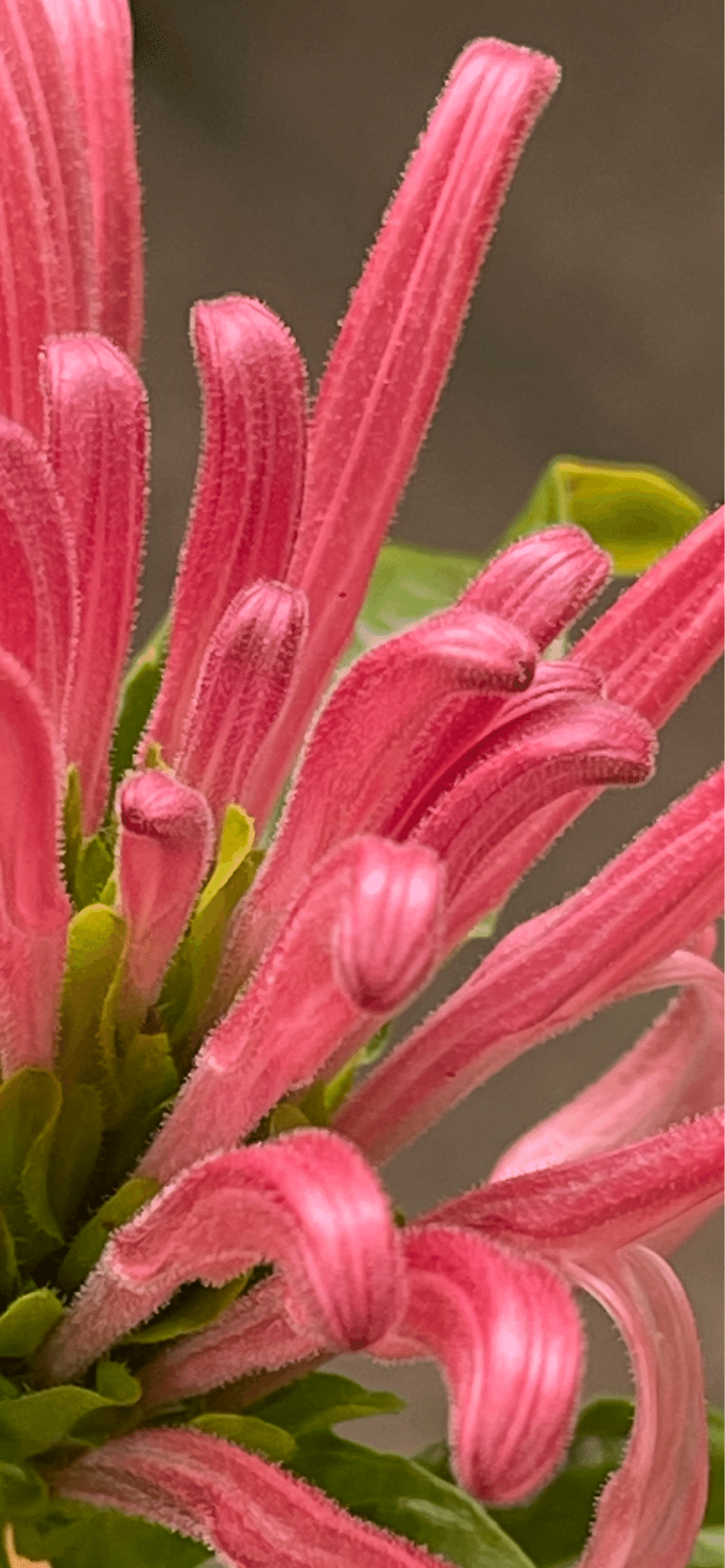珊瑚　花？ 珊瑚'花一覧 | かぎけん花図鑑