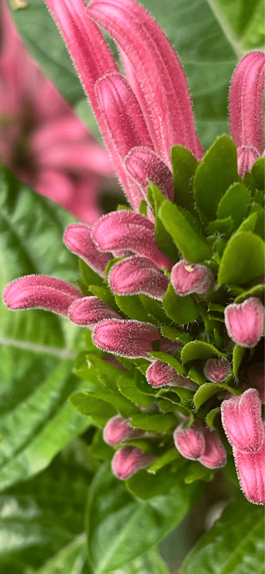 珊瑚　花？ 珊瑚花｜EGGSEED
