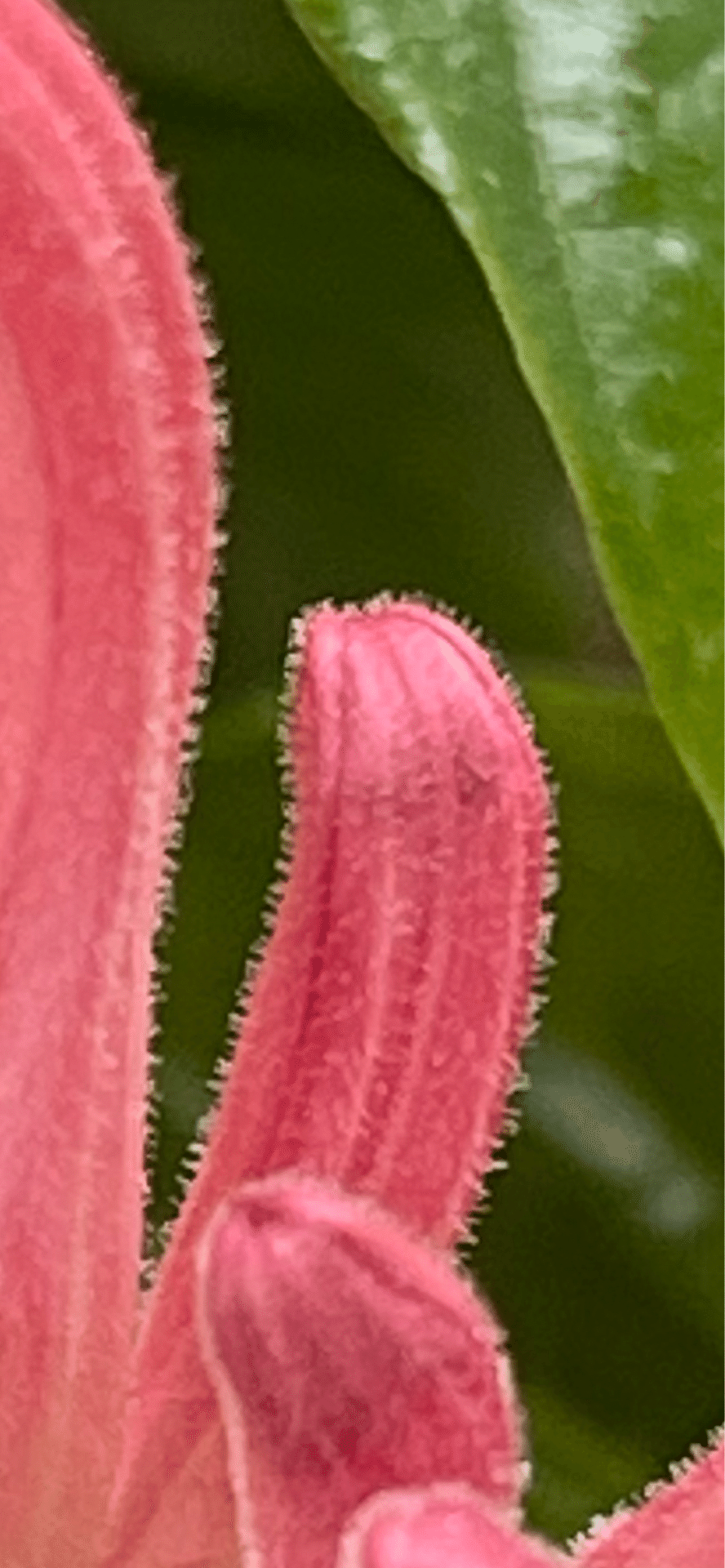 珊瑚　花？ 珊瑚'花一覧 | かぎけん花図鑑