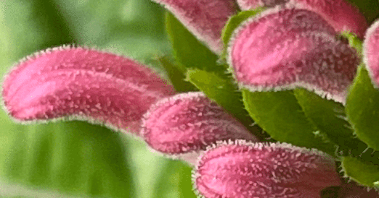 珊瑚　花？ 珊瑚'花一覧 | かぎけん花図鑑