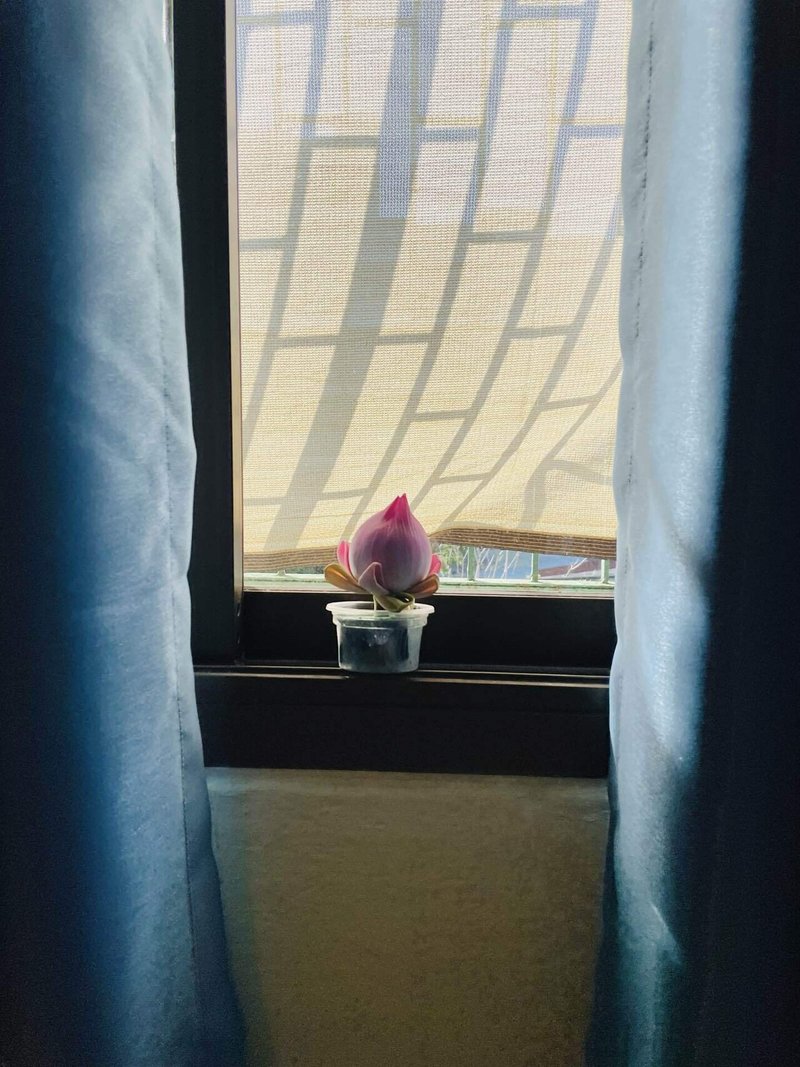 バンコクにあるサティラダンマタサンで購入したピンク色の一輪の蓮の花をバンコク滞在中に窓際に飾っておきました。