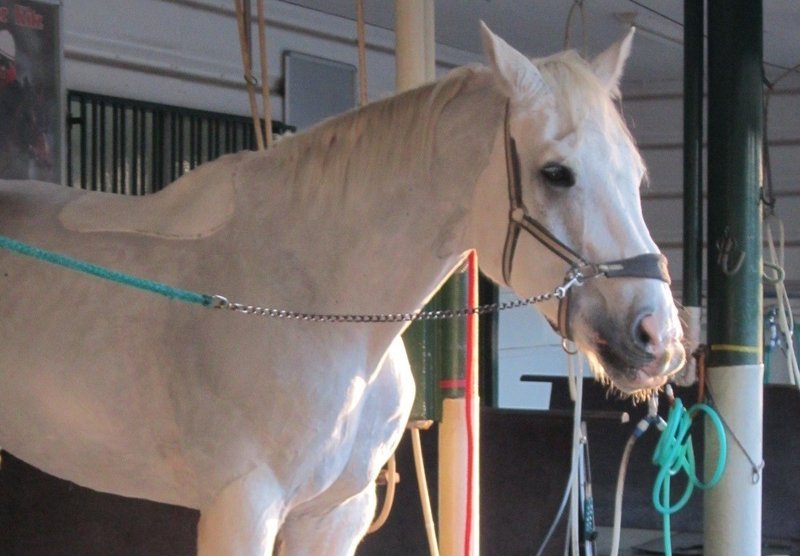 馬を飼うのが夢だった 真帆 沁 Mahoshin 文筆家 Note