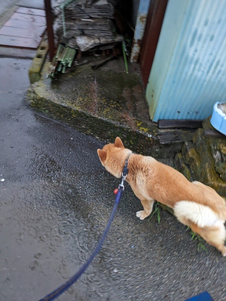 雨の金曜日の朝です。☔でも我が愛犬🐶は関係なく歩き始めました。😅