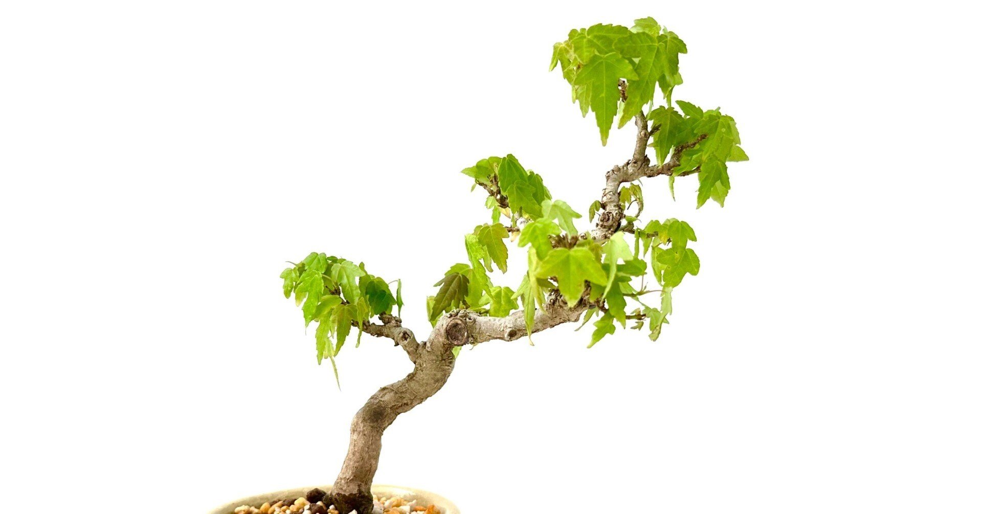 6a78a2b503ceb0a09001b370d238ff