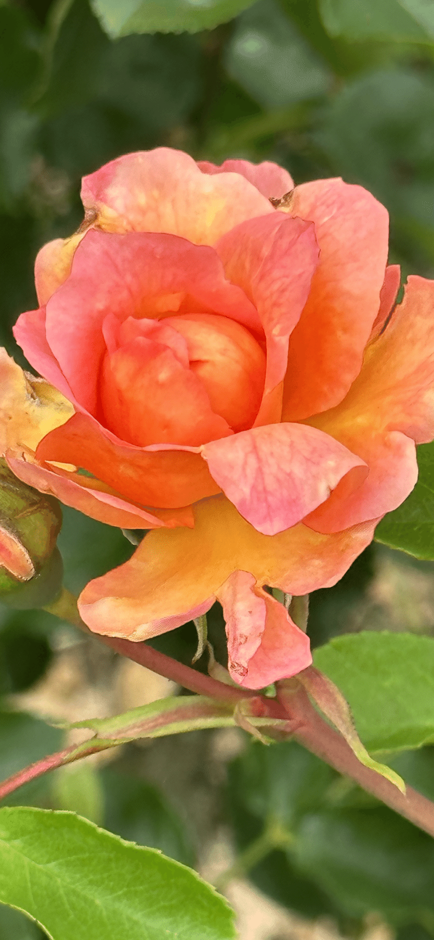 ZAMBRA '93｜EGGSEED