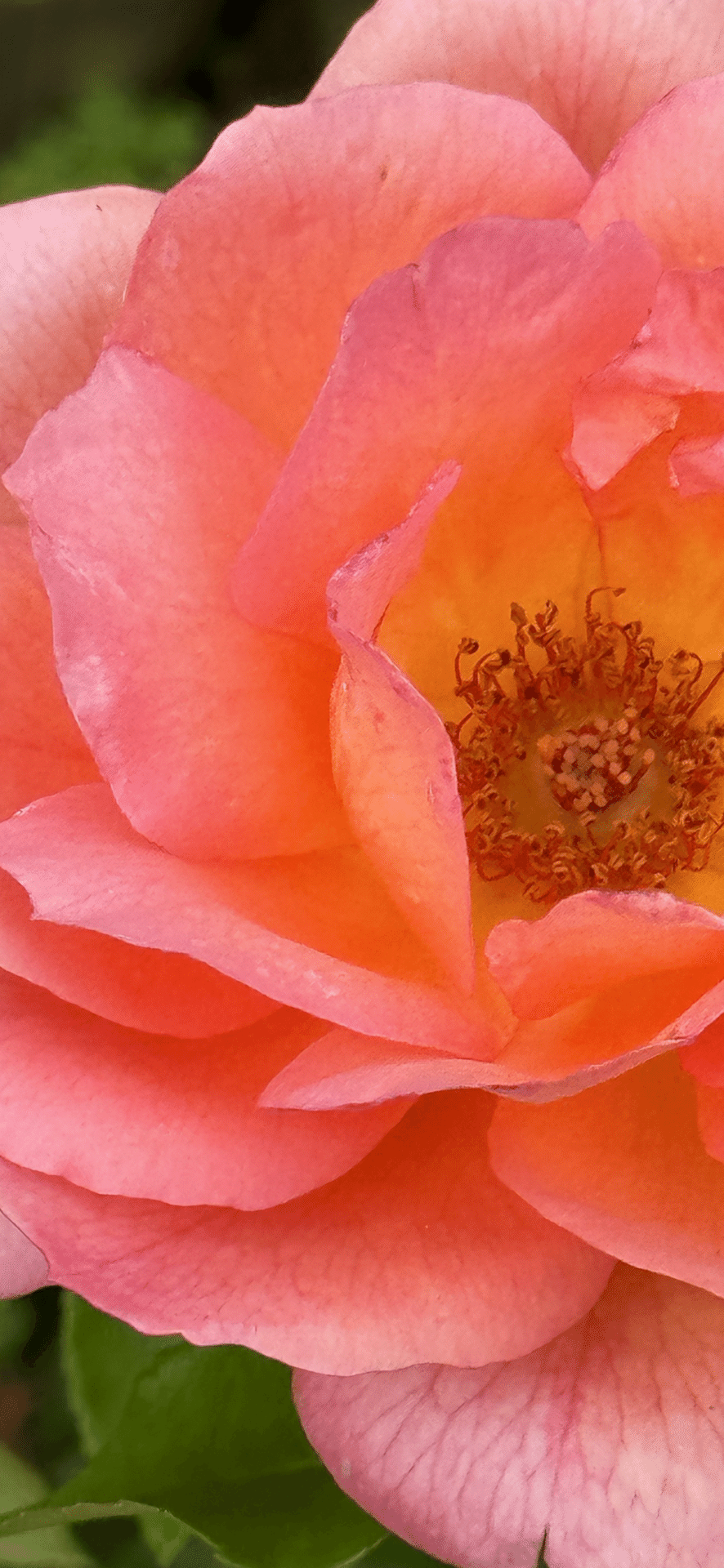 ZAMBRA '93｜EGGSEED