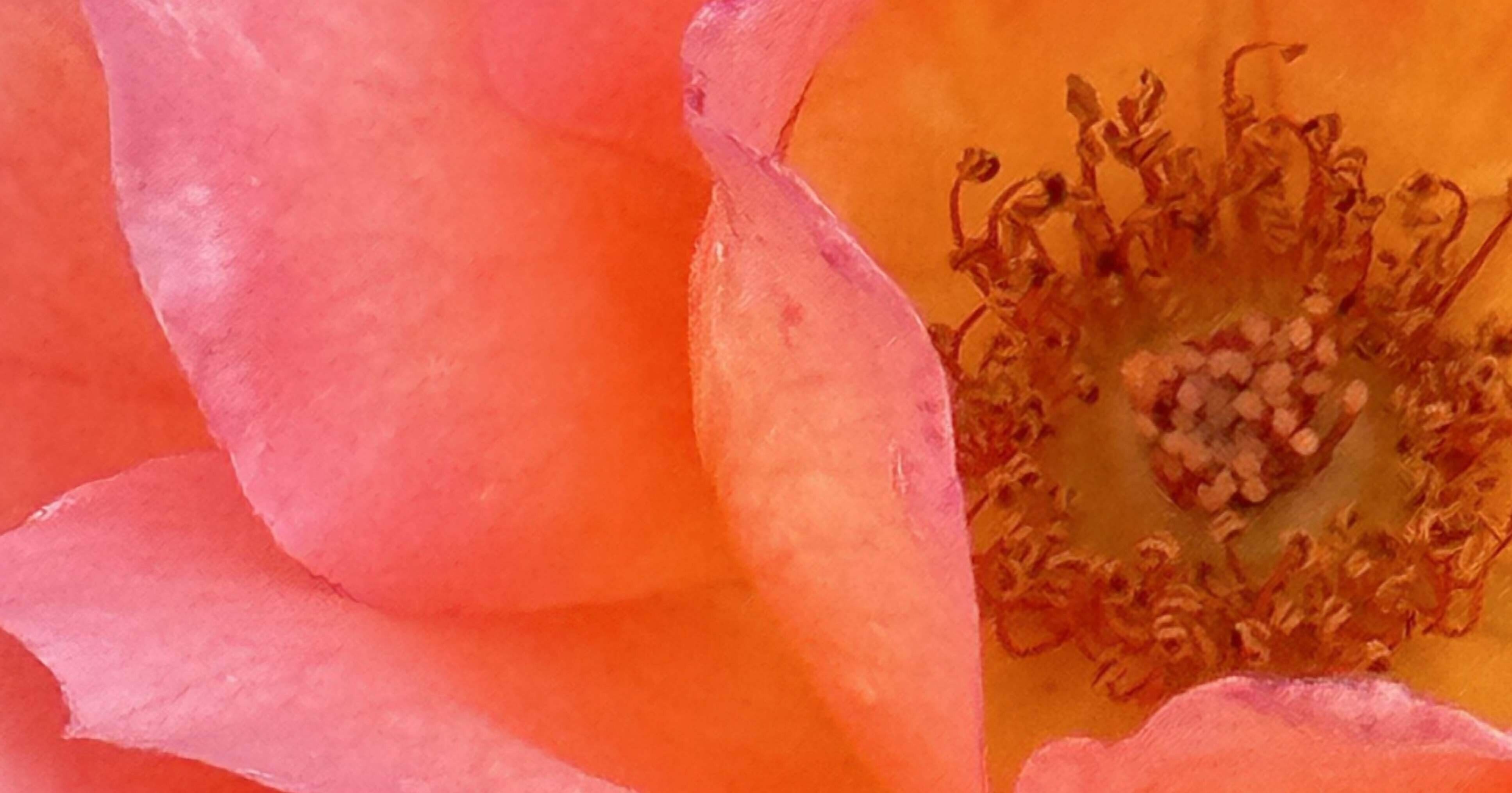 ZAMBRA '93｜EGGSEED