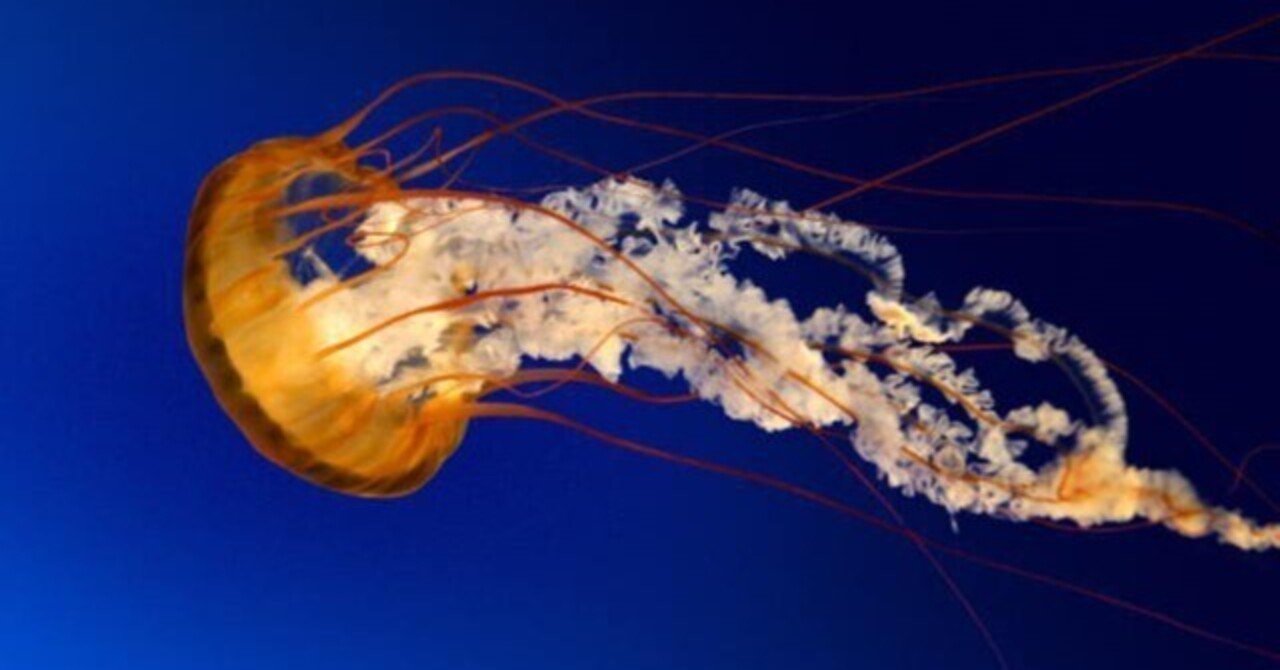 ながやまこはるさんのTwitterアイコンとヘッダーはWindowsのサンプルピクチャ｜おそば, image size:1280x670