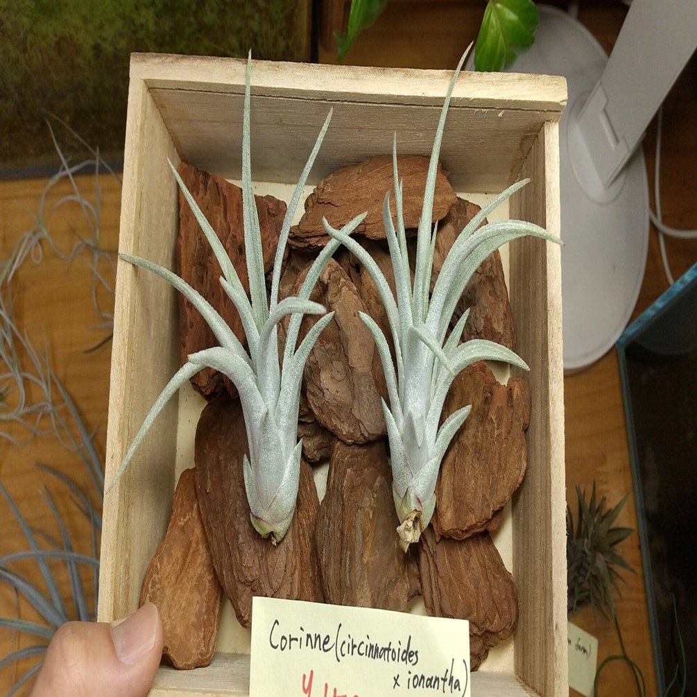 チランジア入荷リスト5/31｜NatureGarden🌿神田