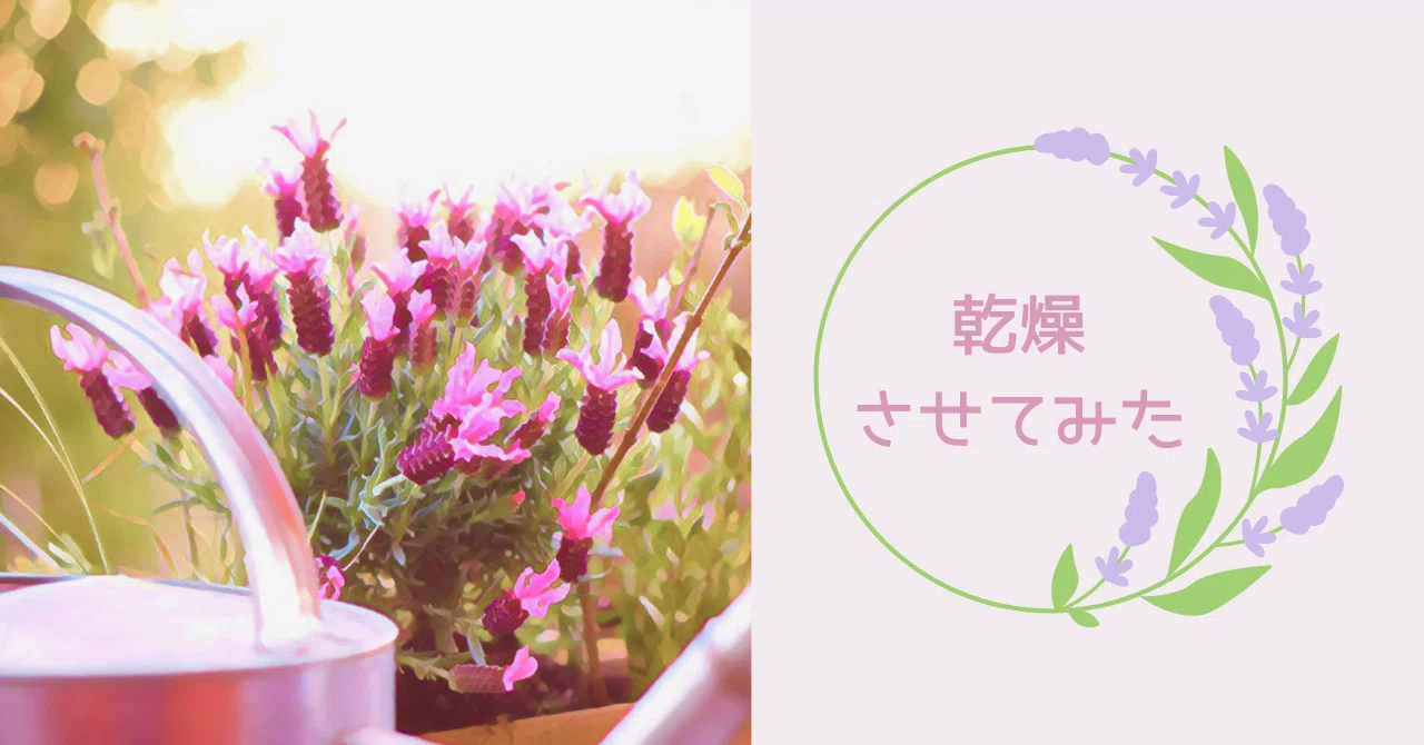乾燥させてみた〜庭のラベンダーでドライフラワー作り〜｜Megu＠家庭 