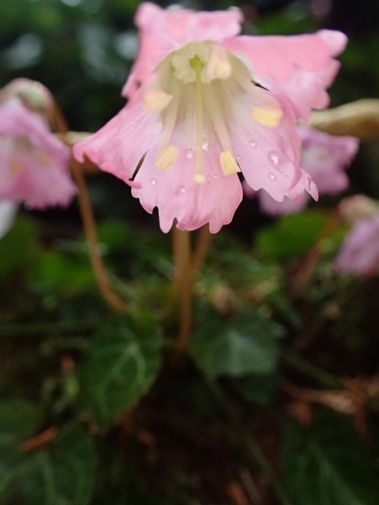 御岩山のイワウチワ。この花が今回の山歩きのメインの目的だった。