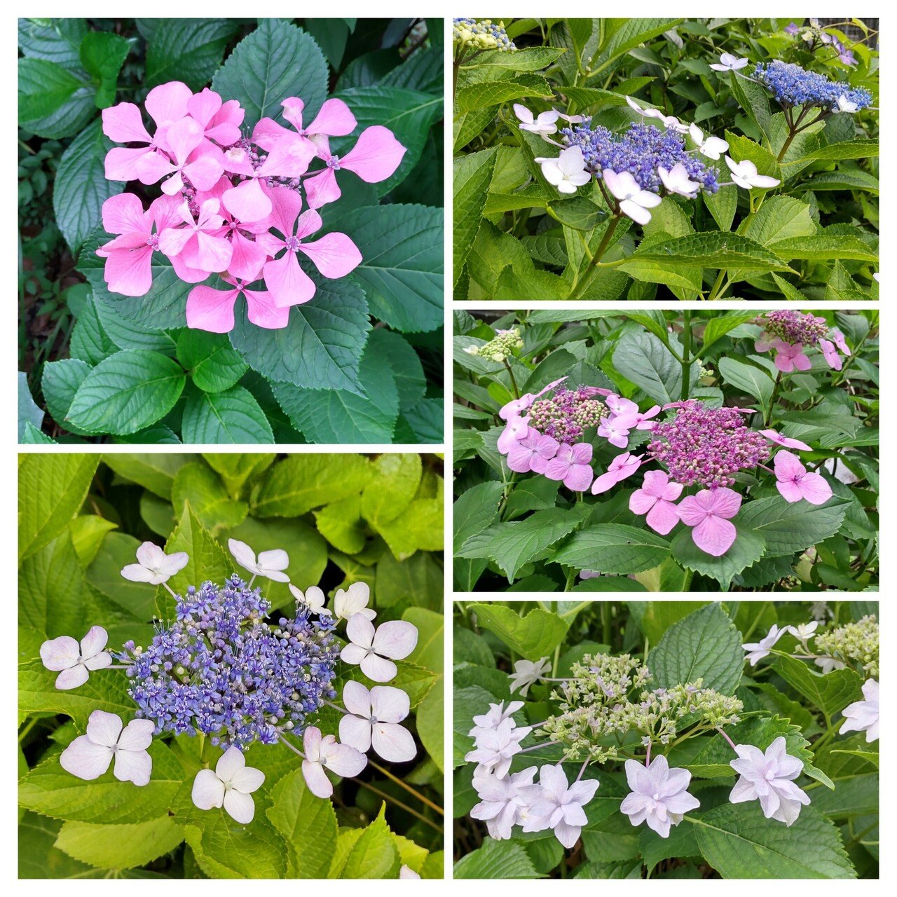 ️紫陽花（3）｜保健委員